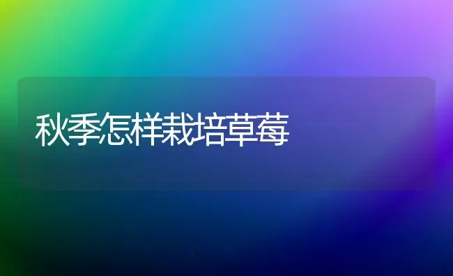 秋季怎样栽培草莓 | 瓜果种植