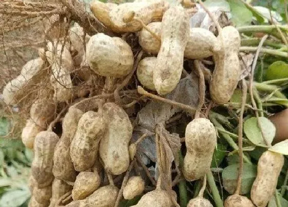 植物产地|花生产地在哪里