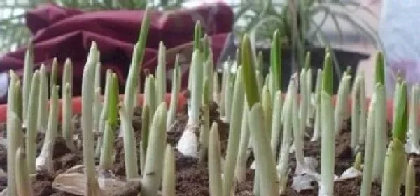 植物发芽|大蒜怎么发芽 种子怎么种植才能发芽快