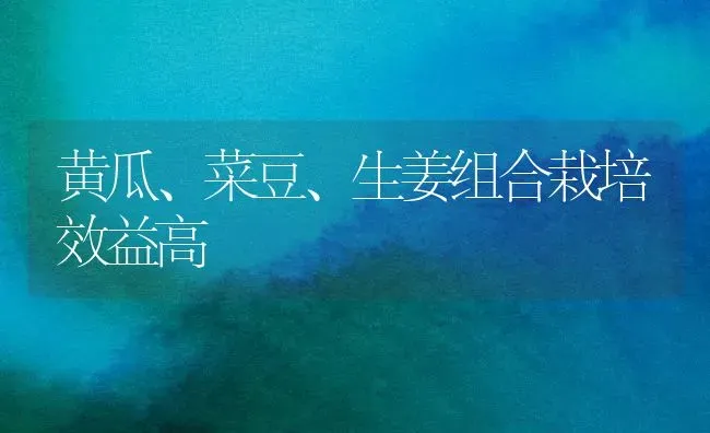 黄瓜、菜豆、生姜组合栽培效益高 | 蔬菜种植