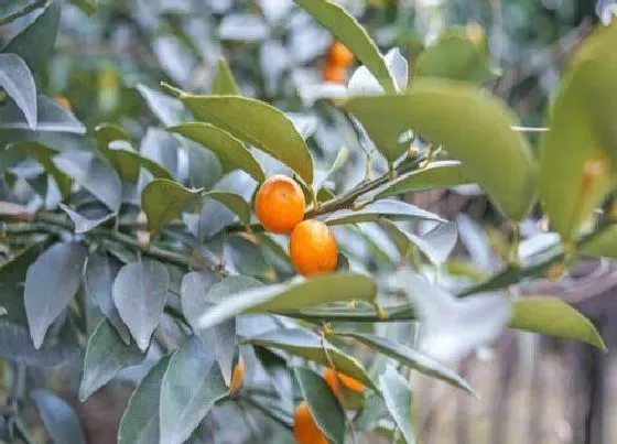 植物百科|金桔有籽吗