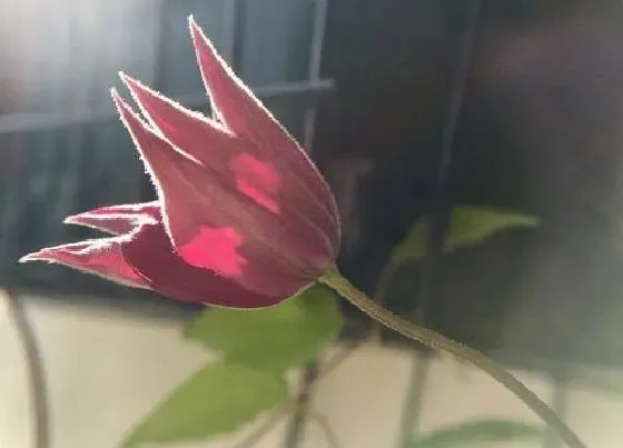 种植百科|铁线莲种植多久开花 从发芽到开花要多长时间