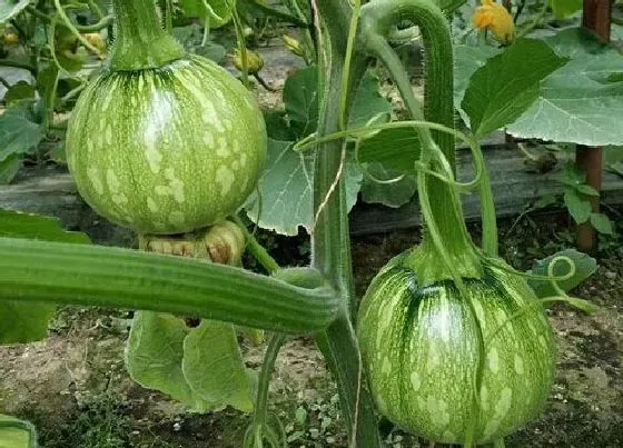植物施肥|南瓜施什么肥最好