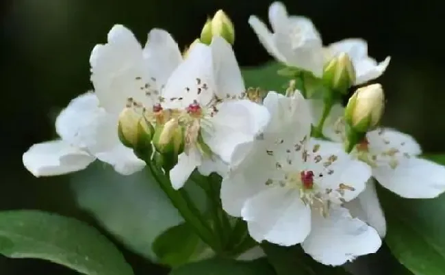 花语|茶蘼的花语是什么含义