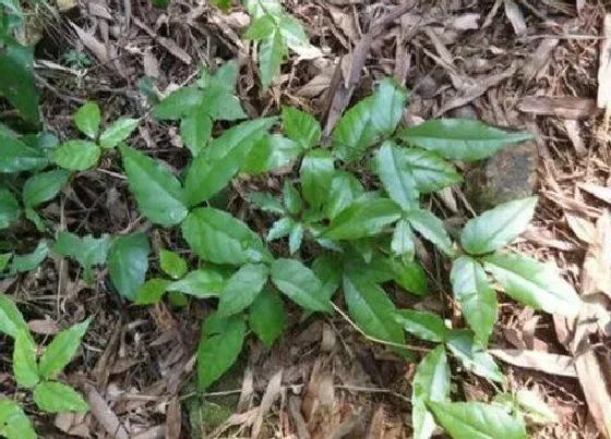 种植方法|三叶青怎么种植 栽培方法与种植技术