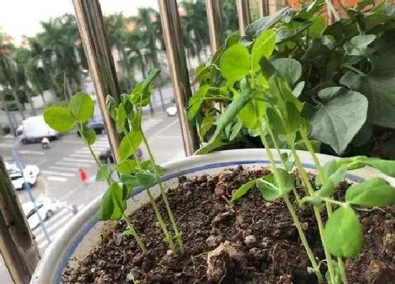 植物育苗|蚕豆几天出苗 播种到发芽出苗时间