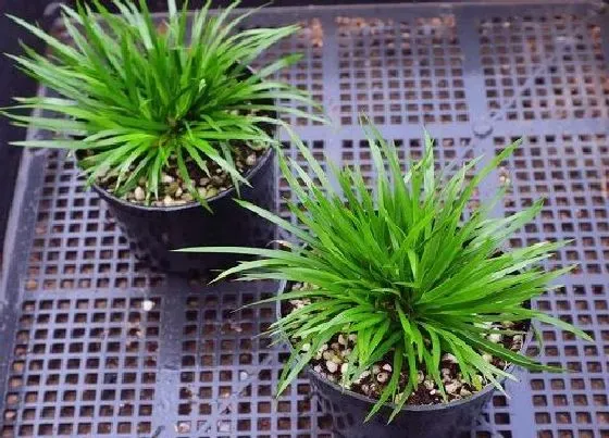 植物百科|蒲草是什么植物
