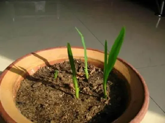 养殖方法|香雪兰花期过后怎么养护（香雪兰开过花花败后怎样处理）