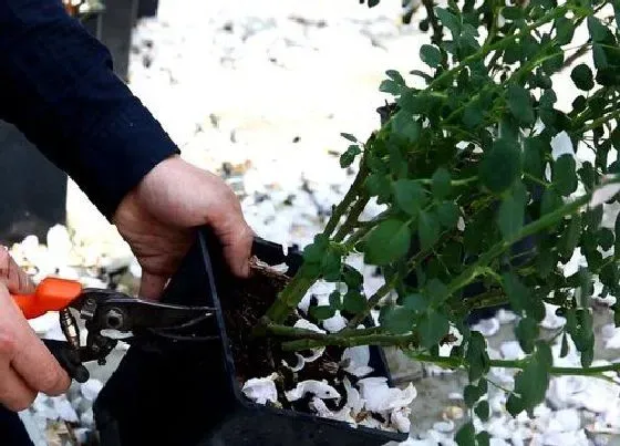 植物修剪|月季花什么时候剪枝最好