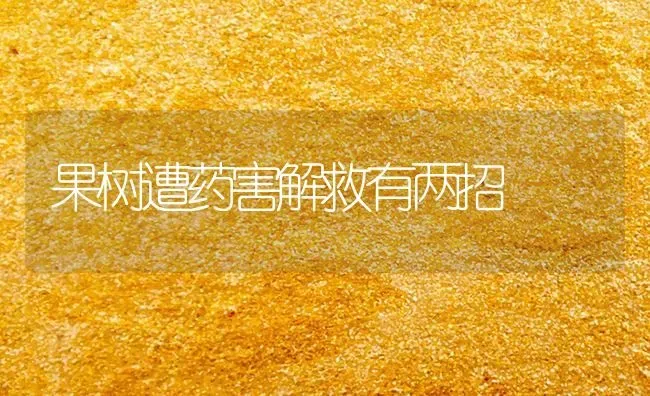 果树遭药害解救有两招 | 瓜果种植