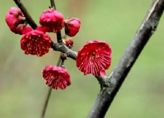 植物排行|梅花什么品种最好