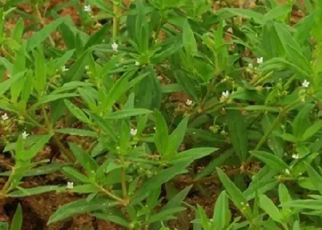 植物百科|伞房花耳草和蛇舌草的区别