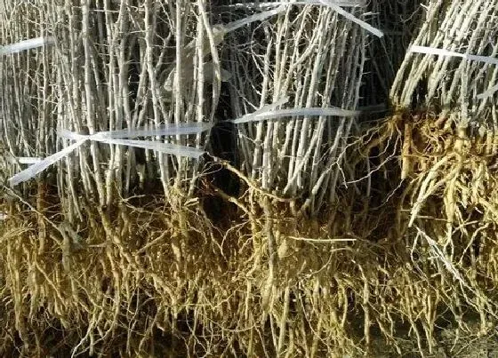 功效常识|枸杞根的功效与作用及食用方法