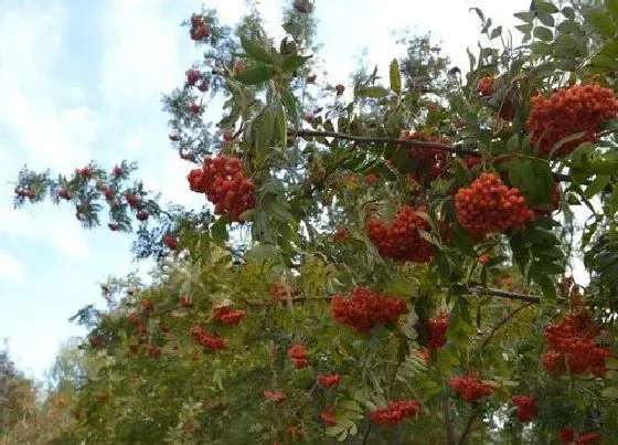 果实成熟|红豆什么季节成熟上市