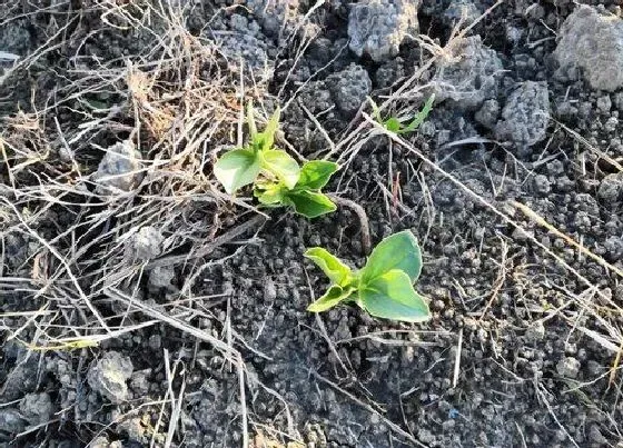 植物育苗|蚕豆几天出苗 播种到发芽出苗时间