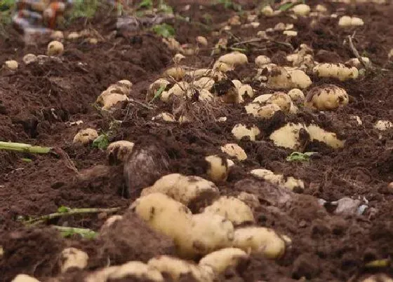 种植方法|南方土豆种植时间和方法 栽培季节与管理技术