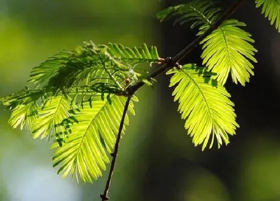 植物百科|水杉开花吗 开花什么样子