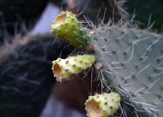 种植管理|仙人掌生长速度快慢 一年能长多少