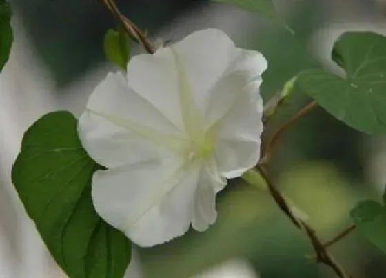 植物百科|夜光草是什么草