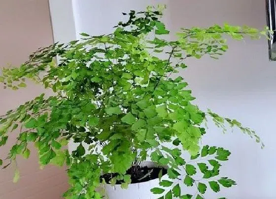 植物修剪|铁线蕨怎么修剪方法