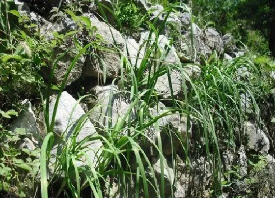 植物百科|跟韭菜长得很像的蔬菜