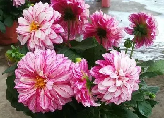 冬天植物|大丽花如何过冬 盆栽大丽花冬天怎么养