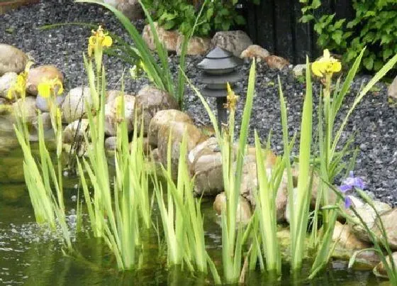 植物排行|菖蒲品种哪个名贵 最名贵的菖蒲品种排名（图片）