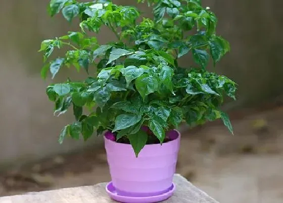 摆放常识|入户门口摆放什么植物好 适合进户门厅放的绿植盆栽