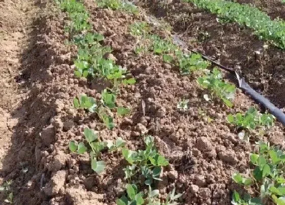 植物施肥|花生追肥用什么肥料好
