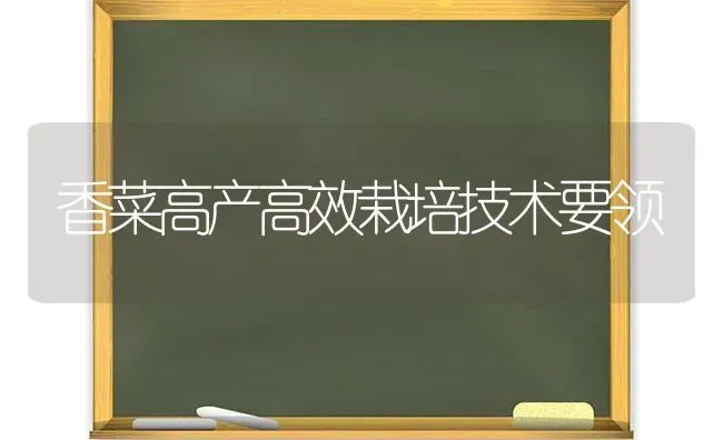 香菜高产高效栽培技术要领 | 蔬菜种植