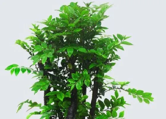 植物种类|小叶紫檀是什么树种 长什么样子
