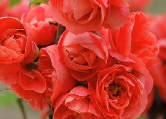 花卉百科|代表高贵冷艳的花 象征寓意是冷艳高冷的花（图片）
