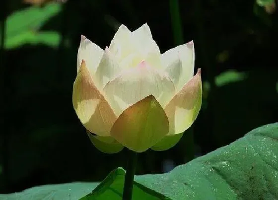 植物寓意|荷花的品质和精神