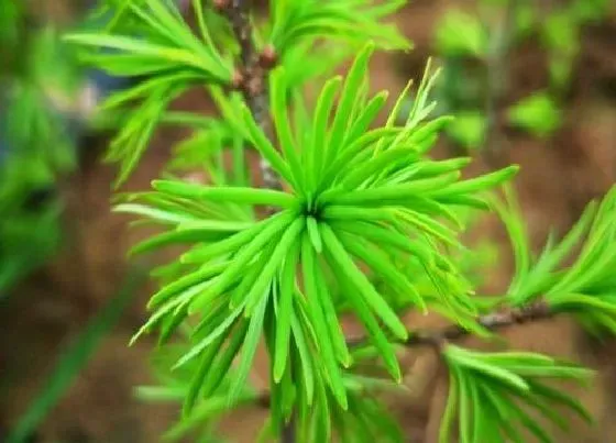 植物排行|常见的高等植物有哪些