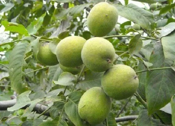 种植百科|香玲核桃栽种方法和注意事项