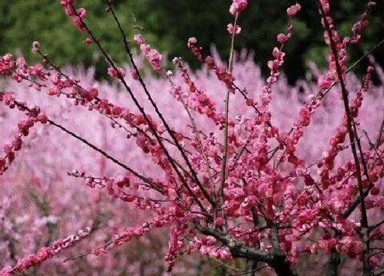 植物排行|梅花什么品种最好