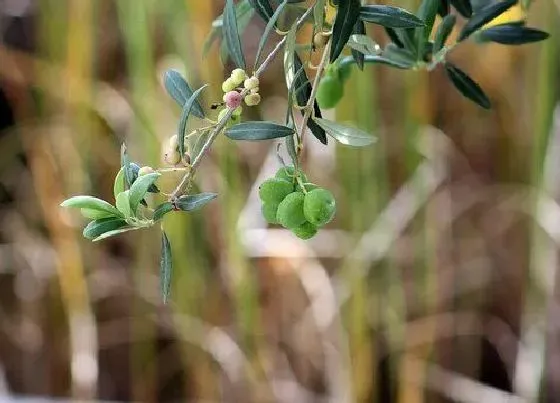 冬天植物|橄榄树冬天掉叶子吗