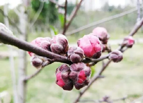 花语|桃花花语及代表意义