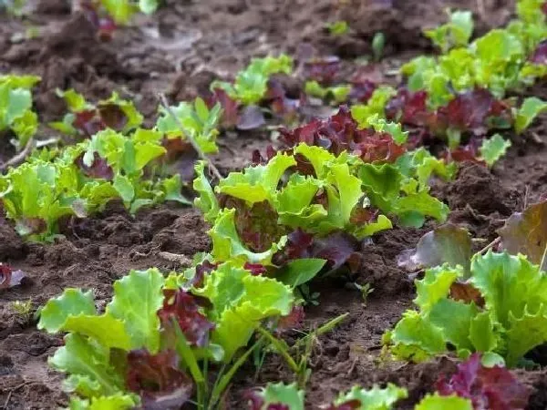 植物施肥|生菜追肥用什么肥料见效快，种生菜用什么肥料冲施最好）