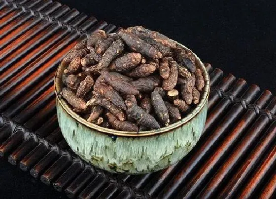 植物泡水|附子可以泡水喝吗