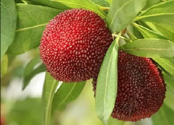 植物施肥|杨梅膨果肥用什么肥最好，杨梅膨果期施什么肥料又大又甜）