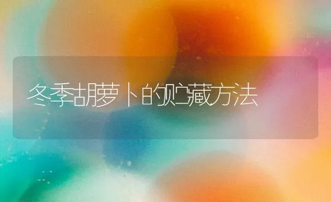 冬季胡萝卜的贮藏方法 | 蔬菜种植