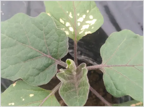 越夏蔬菜应从哪些方面来预防药害发生？ | 种植施肥