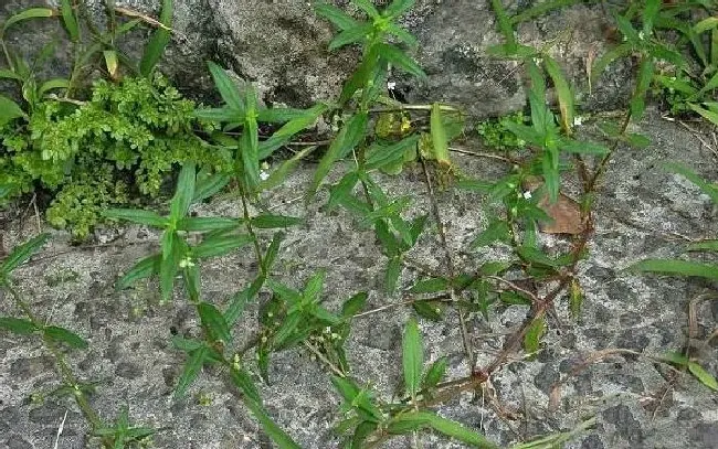 植物百科|伞房花耳草和蛇舌草的区别