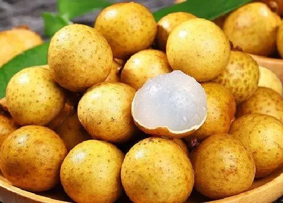 植物百科|龙眼长在树上还是地上 从哪里生长出来的