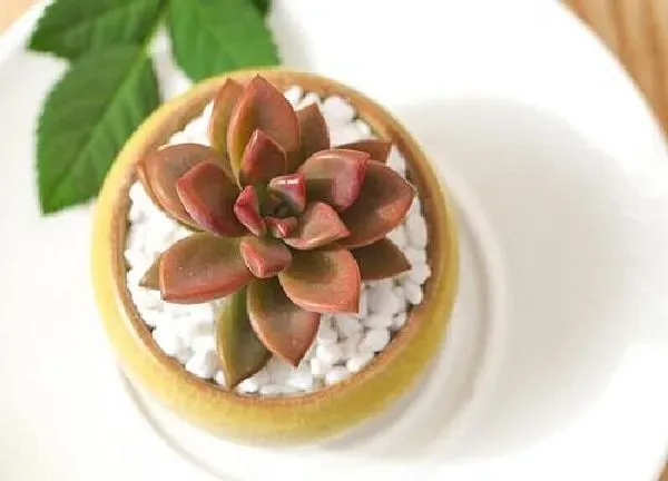 植物浇水|姬胧月多久浇一次水