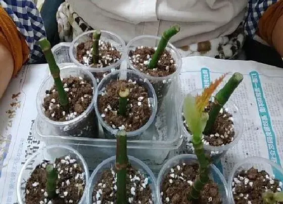 植物繁殖|海棠扦插繁殖方法和注意事项