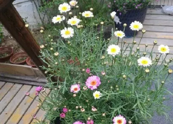 花期|菊花花期是什么时候