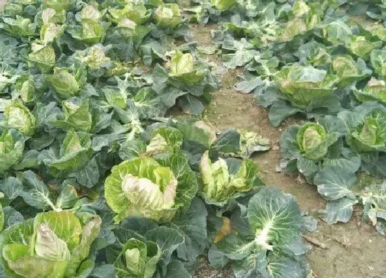 种植方法|牛心包菜种植时间和方法