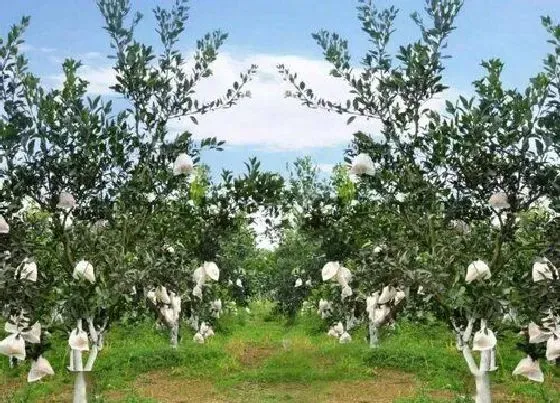 种植管理|粑粑柑种植间距是多少